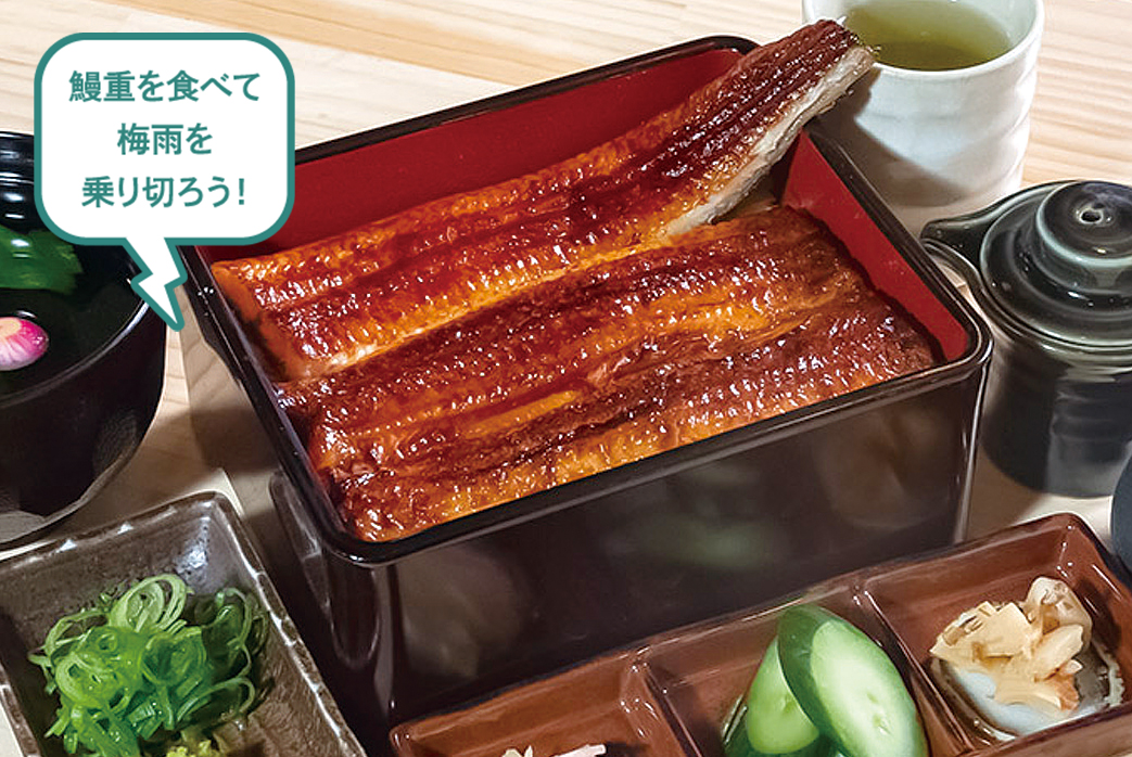 鰻重を食べて梅雨を乗り切ろう！ボリューム満点の鰻重 竹 2,200円～