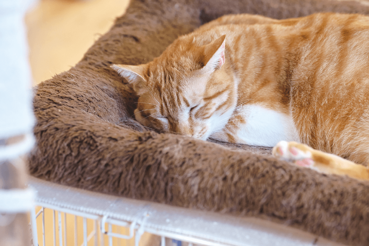 猫が寝ている姿