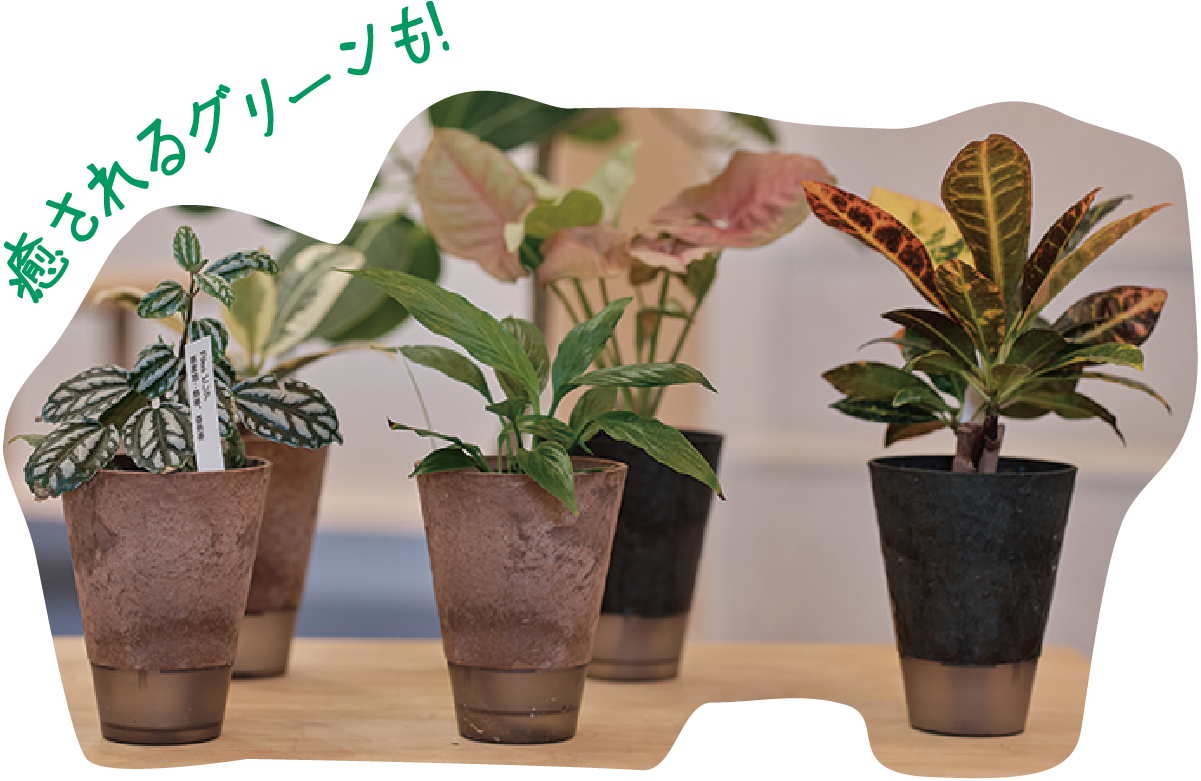 店内では観葉植物も販売。クラフトミルクで作ったヨーグルトの製造販売までは、植物性の牛乳で作ったヨーグルトの販売を目指し、目下試作中！