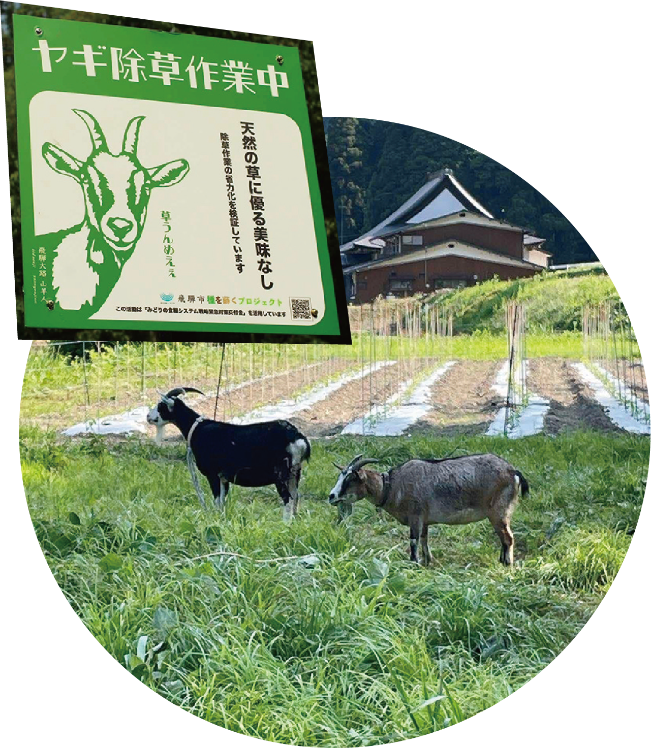 里山就農や里山留学などさまざまな取り組みがされる中で、限界集落にある農地の除草を、ヤギの放牧で担おうというユニークなプロジェクトも進行中！こちらは、除草作業の省力化に加えて、除草剤などの化学農薬を使わない環境にやさしい農業の模索の一手。ヤギを使ってどう進めていくか？ 興味深い検証が続いているのだ！